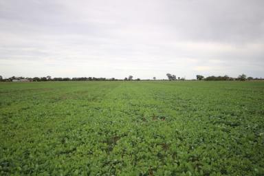 Other (Rural) For Sale - VIC - Rochester - 3561 - 84 ACRES CROPPING/GRAZING  (Image 2)