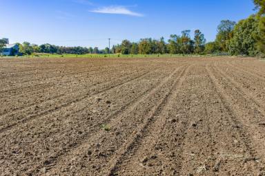 Other (Rural) For Sale - NSW - Canowindra - 2804 - 5.33 acres of self watering lucerne country, located in the heart of Canowindra!  (Image 2)
