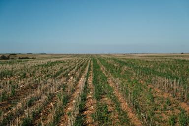Cropping For Sale - SA - Loxton - 5333 - VERSATILE CROPPING AND RESIDENTIAL SUBDIVISION DEVELOPMENT POTENTIAL (Image 2)