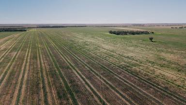 Cropping For Sale - SA - Loxton - 5333 - VERSATILE CROPPING AND RESIDENTIAL SUBDIVISION DEVELOPMENT POTENTIAL (Image 2)