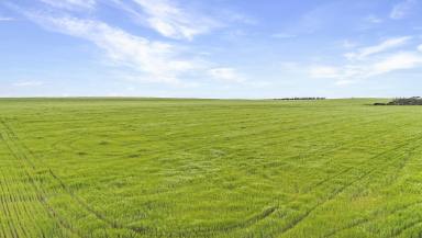 Cropping For Sale - SA - Loxton - 5333 - VERSATILE CROPPING OPPORTUNITY (Image 2)