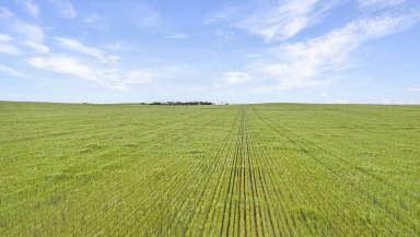 Cropping For Sale - SA - Loxton - 5333 - VERSATILE CROPPING OPPORTUNITY (Image 2)