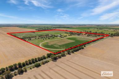 Mixed Farming For Sale - VIC - Serpentine - 3517 - "Alboretto Lodge", 100 Meg Ground Water Licence & S&D Supply. Very Versatile - Irrigation, Fattening, Lucerne, Equine Farm (Image 2)