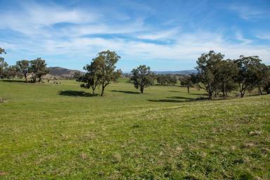 Mixed Farming Auction - NSW - Jugiong - 2726 - PRIME 1,042 ACRE AGRICULTURAL HOLDING  (Image 2)