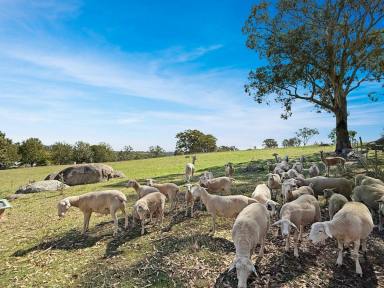 House For Sale - NSW - Young - 2594 - Lovely Family Home on 47.5 Acres.  (Image 2)