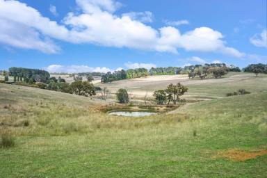 Mixed Farming Auction - NSW - Crookwell - 2583 - Space, views and a place to build your dream home  (Image 2)