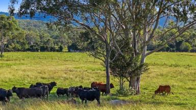 Residential Block For Sale - QLD - Glastonbury - 4570 - Ideal Cattle Fattening Block  (Image 2)