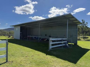 Livestock For Sale - NSW - Cobargo - 2550 - ITS NOT JUST HEAVEN FOR HORSES.  (Image 2)
