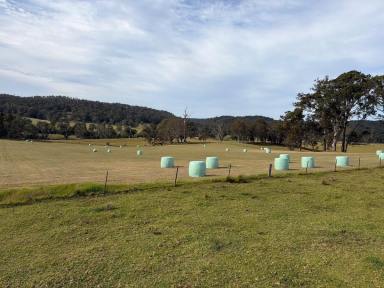 Livestock For Sale - NSW - Cobargo - 2550 - IT'S MORE THAN HEAVEN FOR HORSES.  (Image 2)