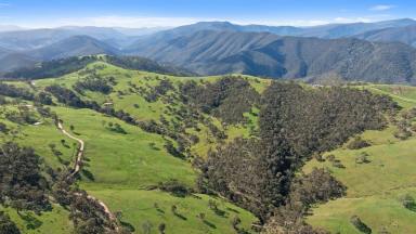 Livestock For Sale - VIC - Licola - 3858 - Lot 2 – 914 Target Creek Road, Licola  (Image 2)
