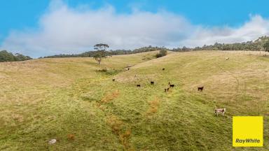 Other (Rural) For Sale - VIC - Toora - 3962 - Grazing / Turnout Block - Toora  (Image 2)