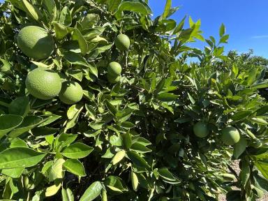 Horticulture For Sale - NSW - Willbriggie - 2680 - CITRUS FARM READY TO TURN PROFITS  (Image 2)