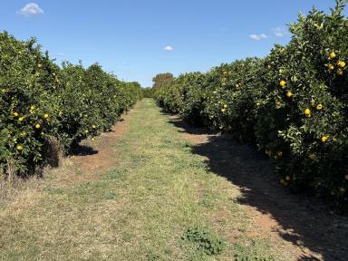 Horticulture For Sale - NSW - Willbriggie - 2680 - CITRUS FARM OFFERED WITH CROP AND MACHINERY (Image 2)