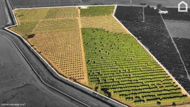 Horticulture For Sale - NSW - Willbriggie - 2680 - CITRUS FARM READY TO TURN PROFITS  (Image 2)