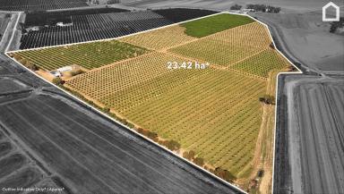 Horticulture For Sale - NSW - Willbriggie - 2680 - CITRUS FARM READY TO TURN PROFITS  (Image 2)