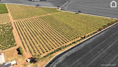 Horticulture For Sale - NSW - Willbriggie - 2680 - CITRUS FARM READY TO TURN PROFITS  (Image 2)