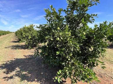 Horticulture For Sale - NSW - Willbriggie - 2680 - CITRUS FARM OFFERED WITH CROP AND MACHINERY (Image 2)