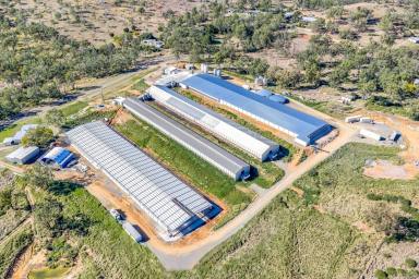 Livestock For Sale - QLD - Gumlow - 4815 - Sale and Leaseback  (Image 2)