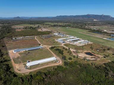 Livestock For Sale - QLD - Gumlow - 4815 - Sale and Leaseback  (Image 2)