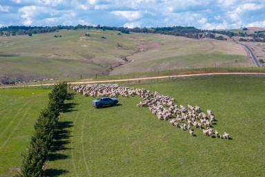 Other (Rural) For Sale - NSW - Laggan - 2583 - Farming for profit with lifestyle built in!  (Image 2)