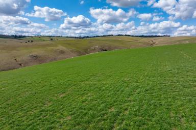 Other (Rural) For Sale - NSW - Laggan - 2583 - Clovelly Farm at Laggan 
Productive pasture improved country with sealed road access  (Image 2)