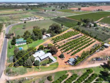 House For Sale - VIC - Red Cliffs - 3496 - FREEDOM, FRESH AIR & FERTILE SOIL  (Image 2)