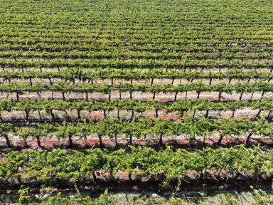 Horticulture For Sale - VIC - Merbein South - 3505 - QUALITY TABLE GRAPE PROPERTY ON 2 TITLES  (Image 2)