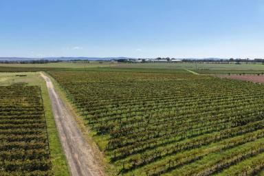 Other (Rural) For Sale - NSW - Cowra - 2794 - Scenic Lifestyle Block with Vineyard Outlook – Build Your Dream Home"
SOME OF THE COUNTRYS OLDEST WINE GRAPES!  (Image 2)