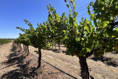 Other (Rural) For Sale - NSW - Cowra - 2794 - Scenic Lifestyle Block with Vineyard Outlook – Build Your Dream Home"  (Image 2)