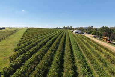 Other (Rural) For Sale - NSW - Cowra - 2794 - Scenic Lifestyle Block with Vineyard Outlook – Build Your Dream Home"  (Image 2)