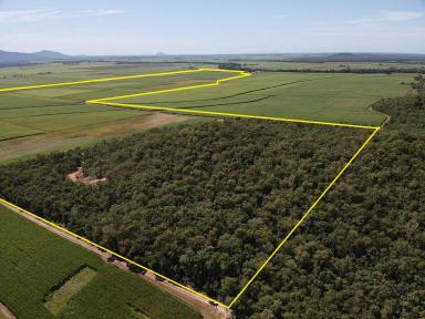 Cropping For Sale - QLD - Lannercost - 4850 - LANNERCOST EXTENSION CANE FARM WITH CROP!  (Image 2)
