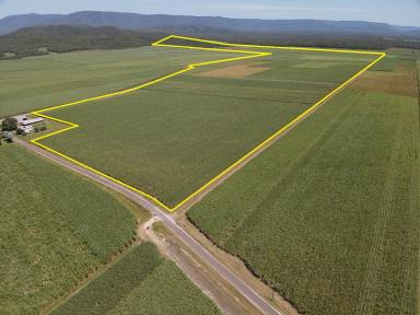Cropping For Sale - QLD - Lannercost - 4850 - LANNERCOST EXTENSION CANE FARM WITH CROP!  (Image 2)