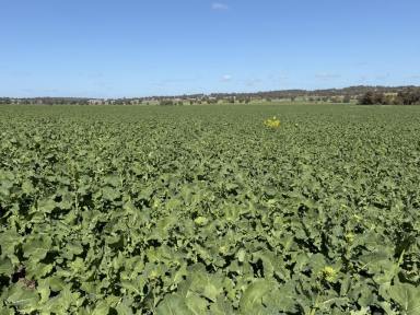 Mixed Farming For Sale - WA - Dale - 6304 - 560 Acres in the Dale                                      227ha (560 acres)  (Image 2)