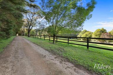 Mixed Farming For Sale - VIC - Warragul - 3820 - Two Titles - 92 Acres with Extensive Equine Facilities  (Image 2)