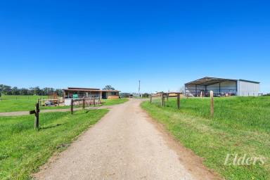Mixed Farming For Sale - VIC - Warragul - 3820 - 2 Titles, 2 Road Frontages - 72 Prime Acres in Blue Chip Location  (Image 2)