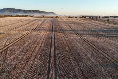 Cropping For Sale - NSW - Quandialla - 2721 - Caringbah Aggregation  (Image 2)