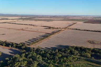 Cropping For Sale - NSW - Quandialla - 2721 - Caringbah Aggregation  (Image 2)