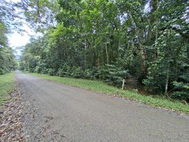 Residential Block For Sale - QLD - Daintree - 4873 - 1HECTARE RAINFOREST BLOCK IN THE DAINTREE  (Image 2)