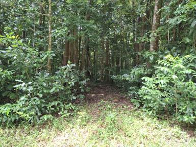 Residential Block For Sale - QLD - Daintree - 4873 - 1HECTARE RAINFOREST BLOCK IN THE DAINTREE  (Image 2)