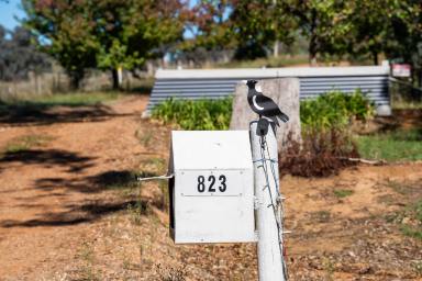 Lifestyle Auction - NSW - Woomargama - 2644 - Lifestyle living in the popular district of Woomargama. Convenience is the key.  (Image 2)