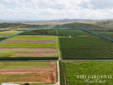 Horticulture For Sale - QLD - Mareeba - 4880 - Once in a Lifetime Acreage – Creek, Orchard & Scale in Mareeba  (Image 2)