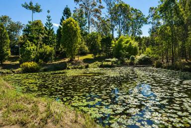 Lifestyle For Sale - NSW - Bulldog - 2469 - HIDDEN TREASURE  (Image 2)