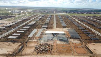 Livestock For Sale - QLD - Grassdale - 4405 - Mort & Co - One of Australia’s Largest Privately Owned Lot-Feeding Specialists  (Image 2)