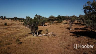 Mixed Farming For Sale - NSW - Inverell - 2360 - 'Bendage Farm' Gwydir Highway, Rob Roy NSW 2360  (Image 2)