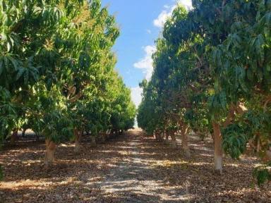 Horticulture For Sale - WA - North Plantations - 6701 - Turnkey Horticulture Operation | 58 Acres | Established Production, Infrastructure & Expansion Potential  (Image 2)