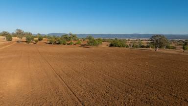 Mixed Farming Auction - NSW - Bingara - 2404 - VERSATILE MIXED FARMING WITH WATER, SCALE & PRODUCTIVITY  (Image 2)