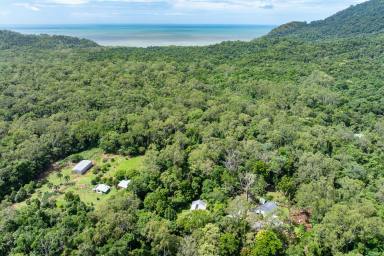 House For Sale - QLD - Daintree - 4873 - A Modern Home in the World's Oldest Rainforest  (Image 2)
