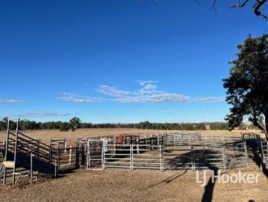 Livestock For Sale - NSW - Inverell - 2360 - 'Merlin' 296 Limestone Road, ASHFORD NSW 2361  (Image 2)