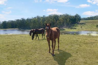 Acreage/Semi-rural For Sale - QLD - Bells Bridge - 4570 - Major 240 Acre Holding Bordering Curra Residential Growth Corridor  (Image 2)