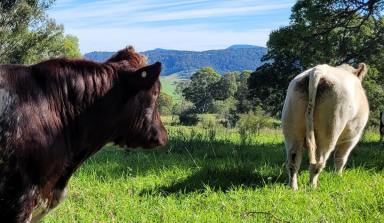 Livestock For Sale - NSW - Greendale - 2550 - 280 ACRES WITH SOMETHING SPECIAL.  (Image 2)